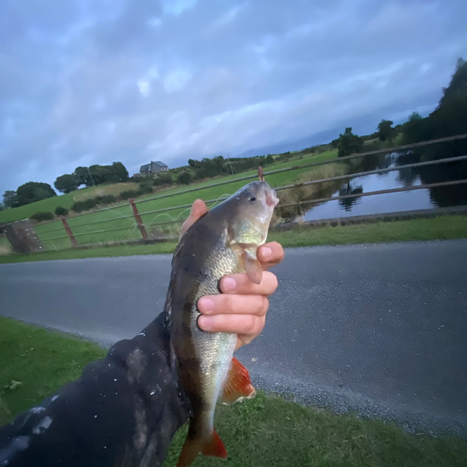 European perch caught on Fishbrain