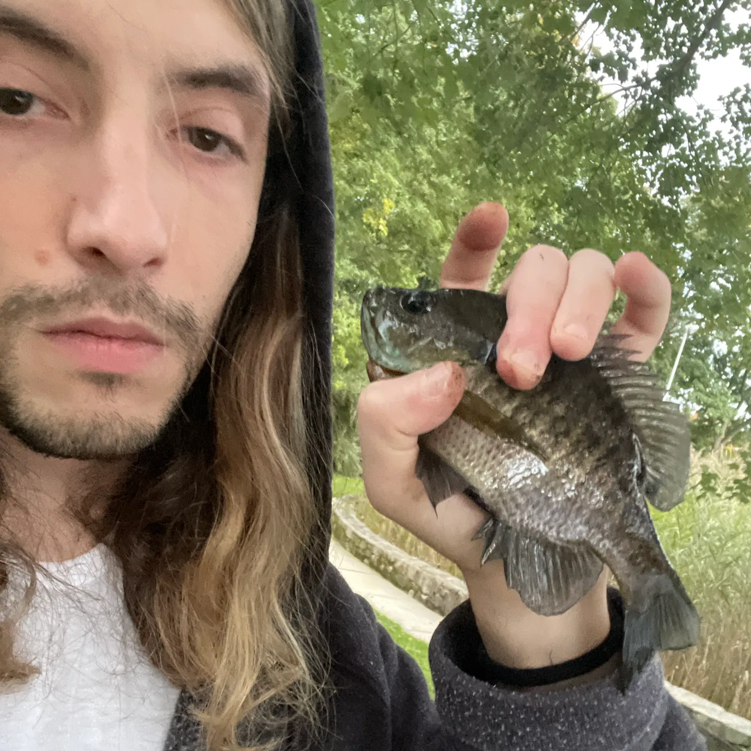Bluegill caught on Fishbrain