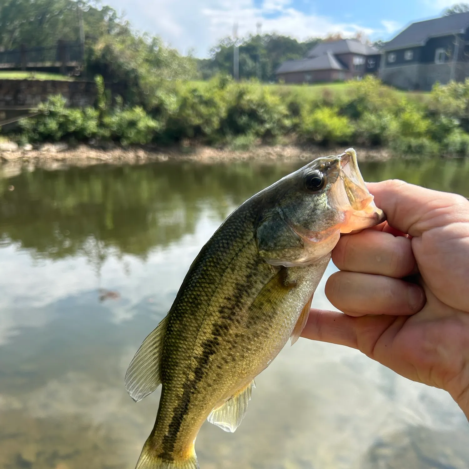 Spotted bass caught on Fishbrain