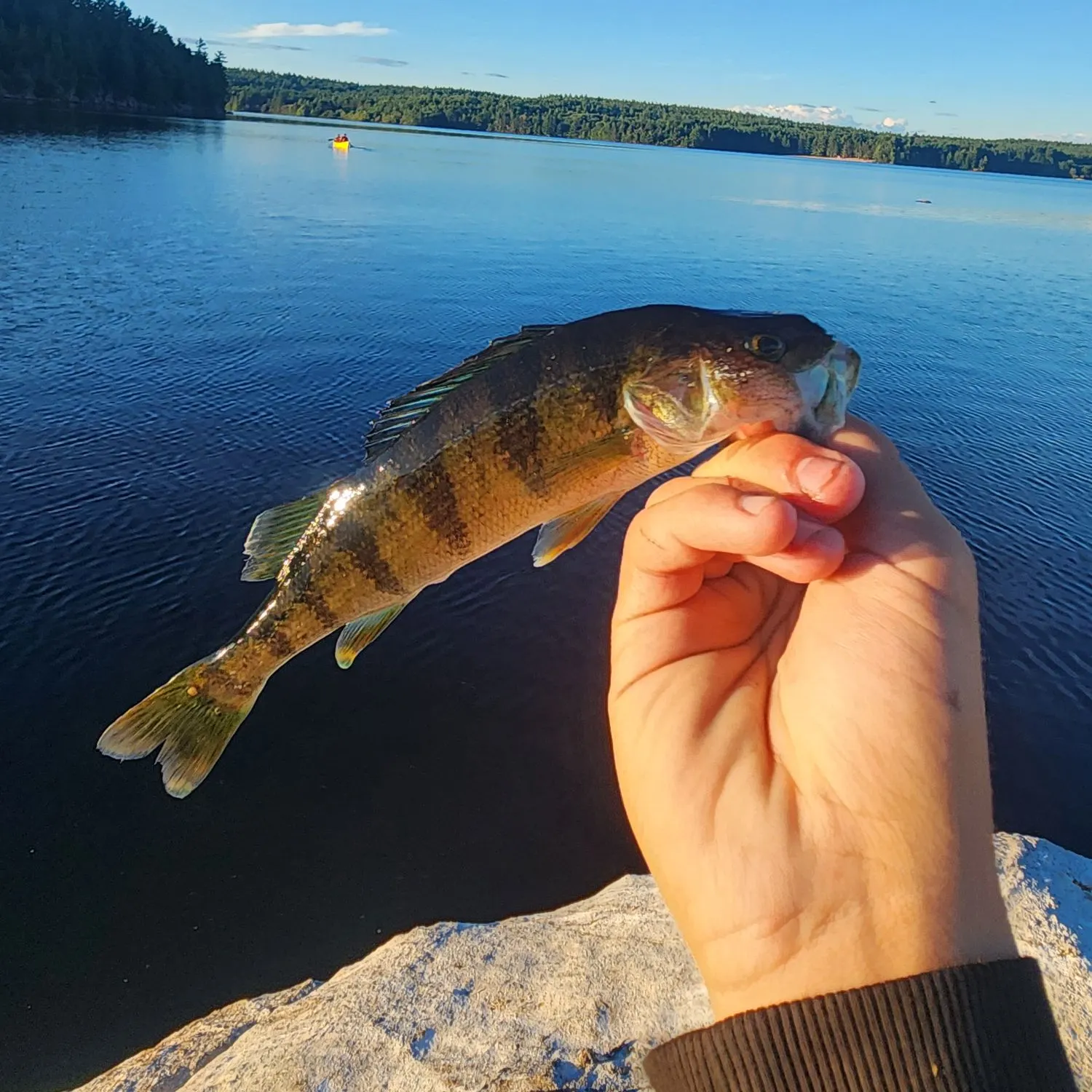 Yellow perch caught on Fishbrain