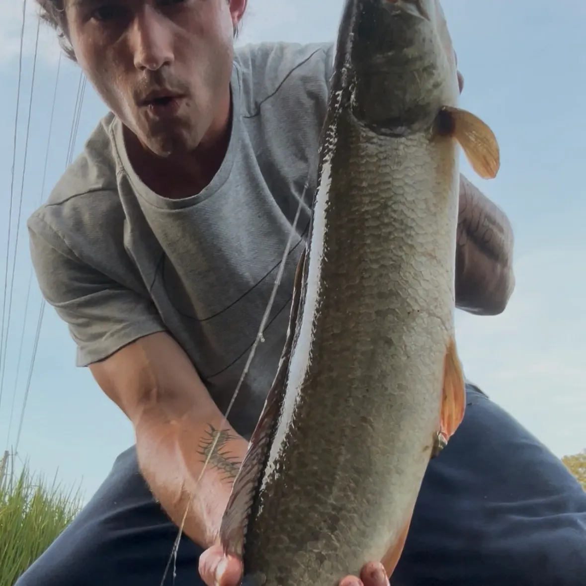 The most recent Ruddy bowfin catches on Fishbrain