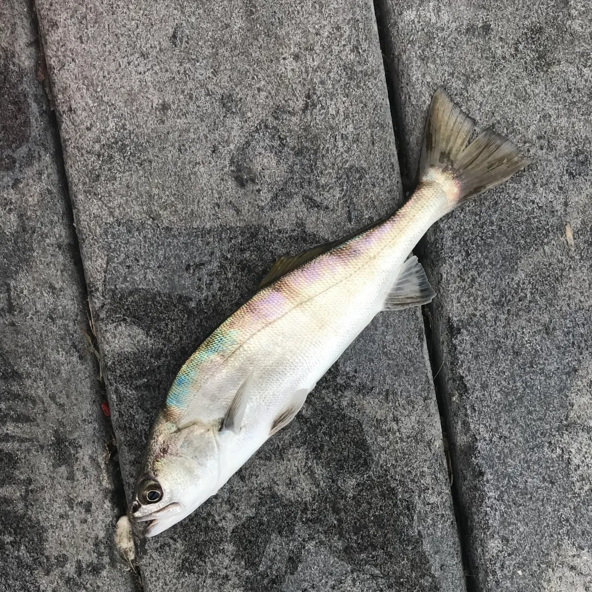 The most recent White seabass catches on Fishbrain