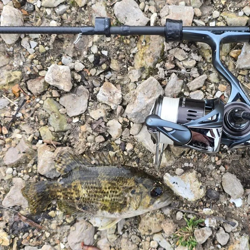 The most recent Shadow bass catches on Fishbrain