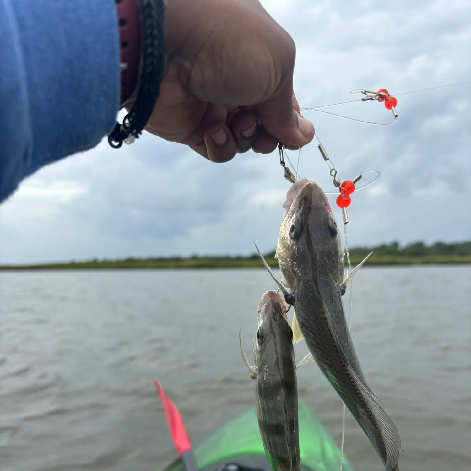 Fish caught on Fishbrain