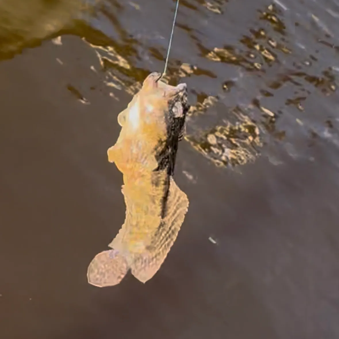 The most recent Gulf toadfish catches on Fishbrain