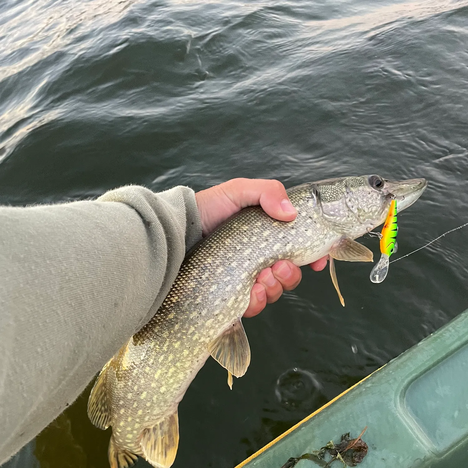 Northern pike caught on Fishbrain