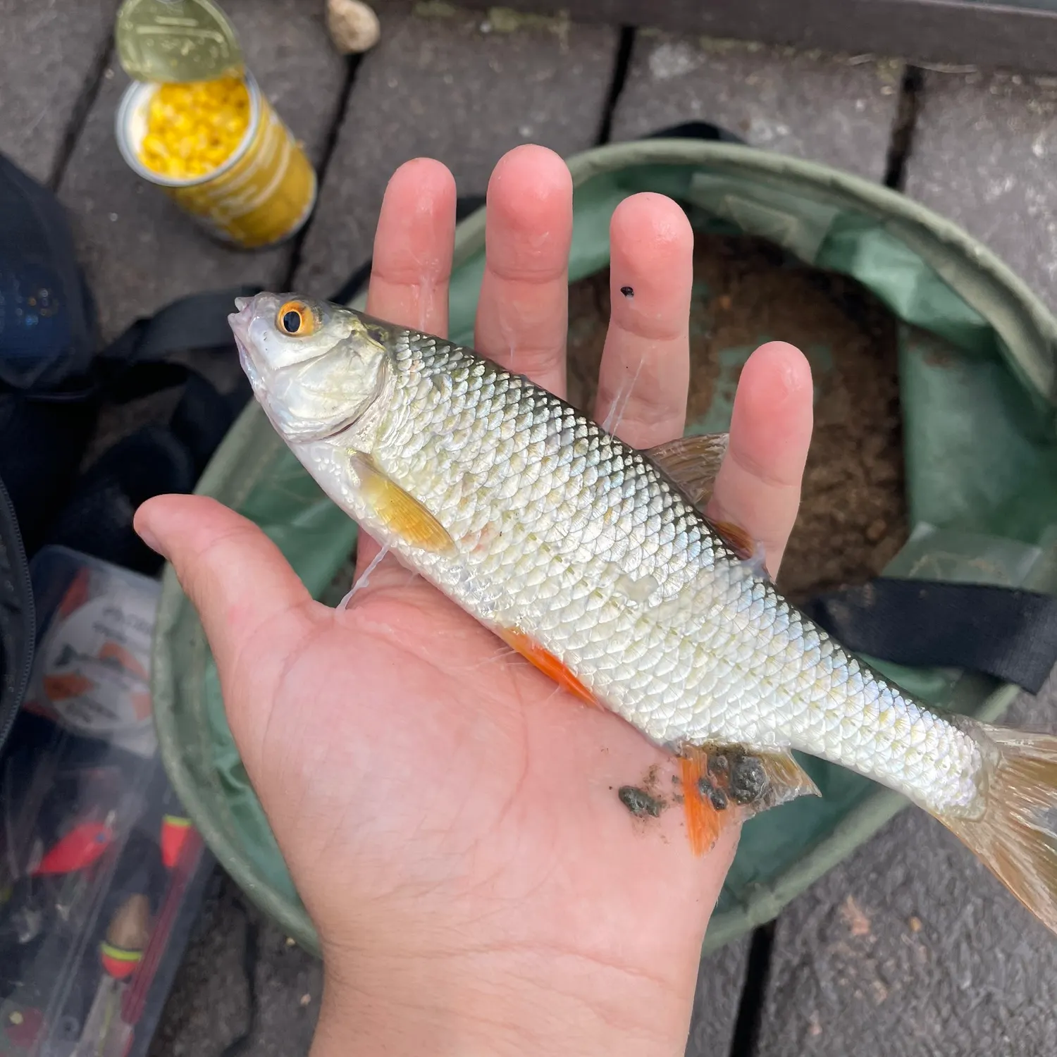 The most recent Common roach catches on Fishbrain