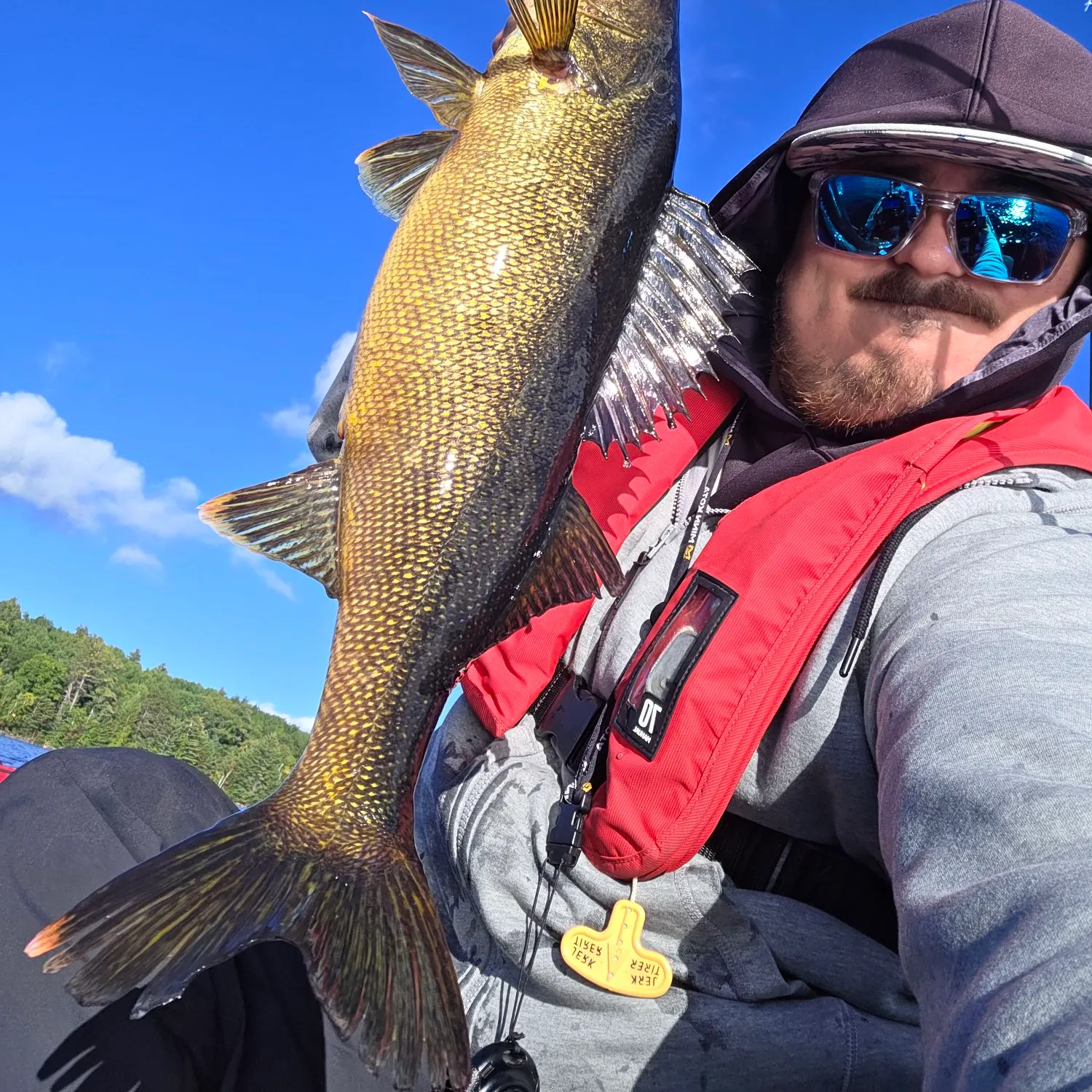 Walleye caught on Fishbrain