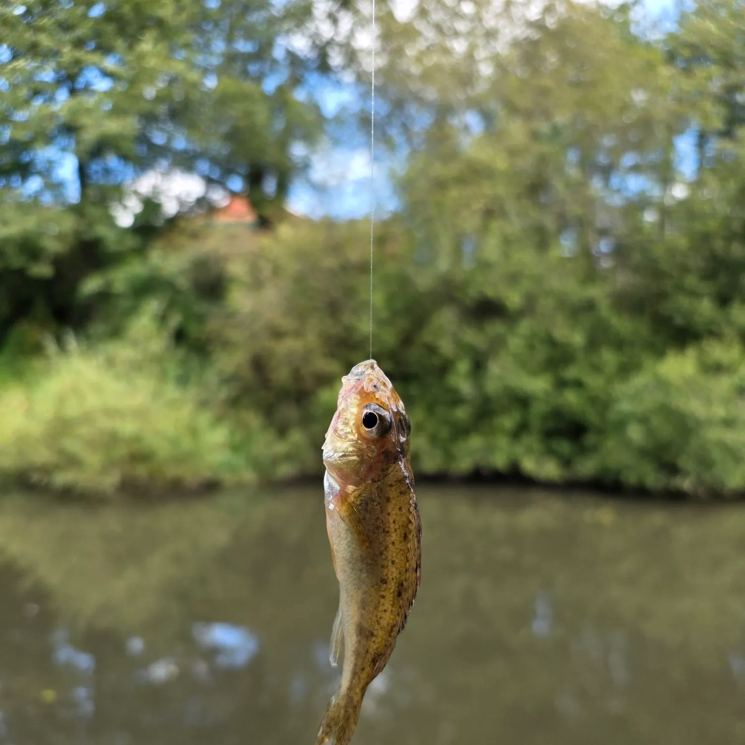 The most recent Eurasian ruffe catches on Fishbrain
