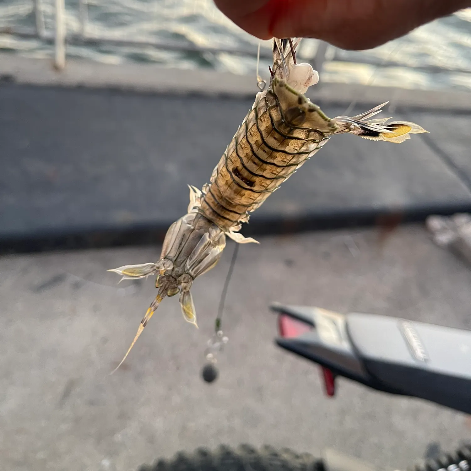 Fish caught on Fishbrain