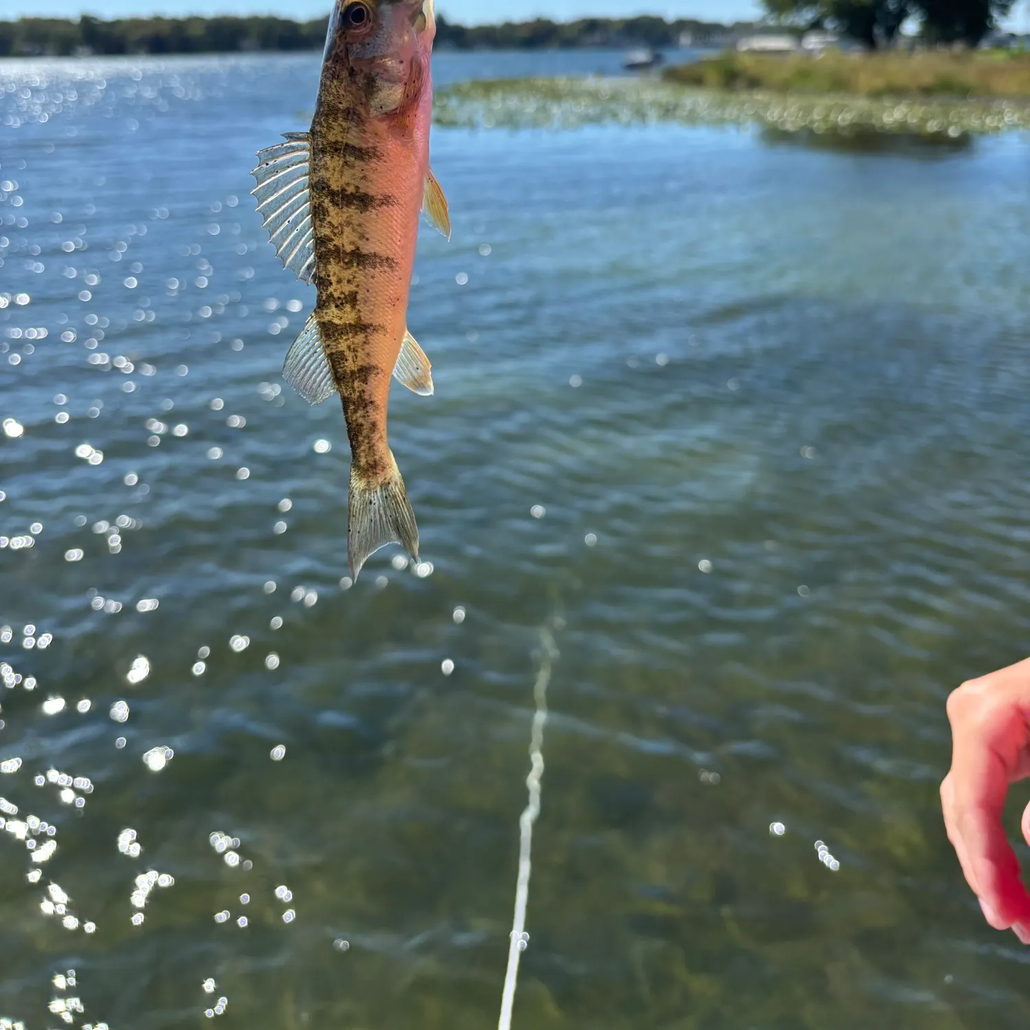 Yellow perch caught on Fishbrain
