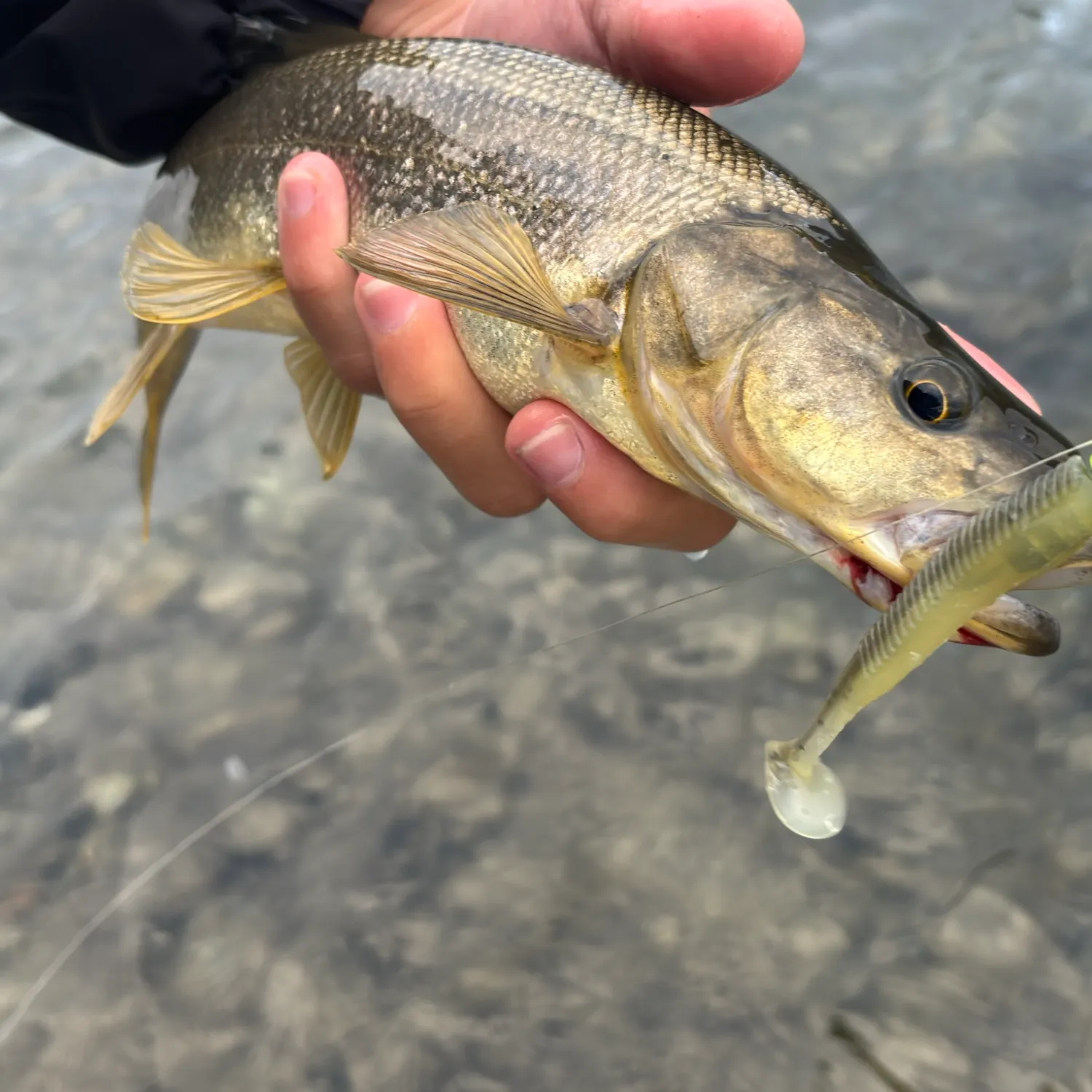 The most recent Northern pikeminnow catches on Fishbrain