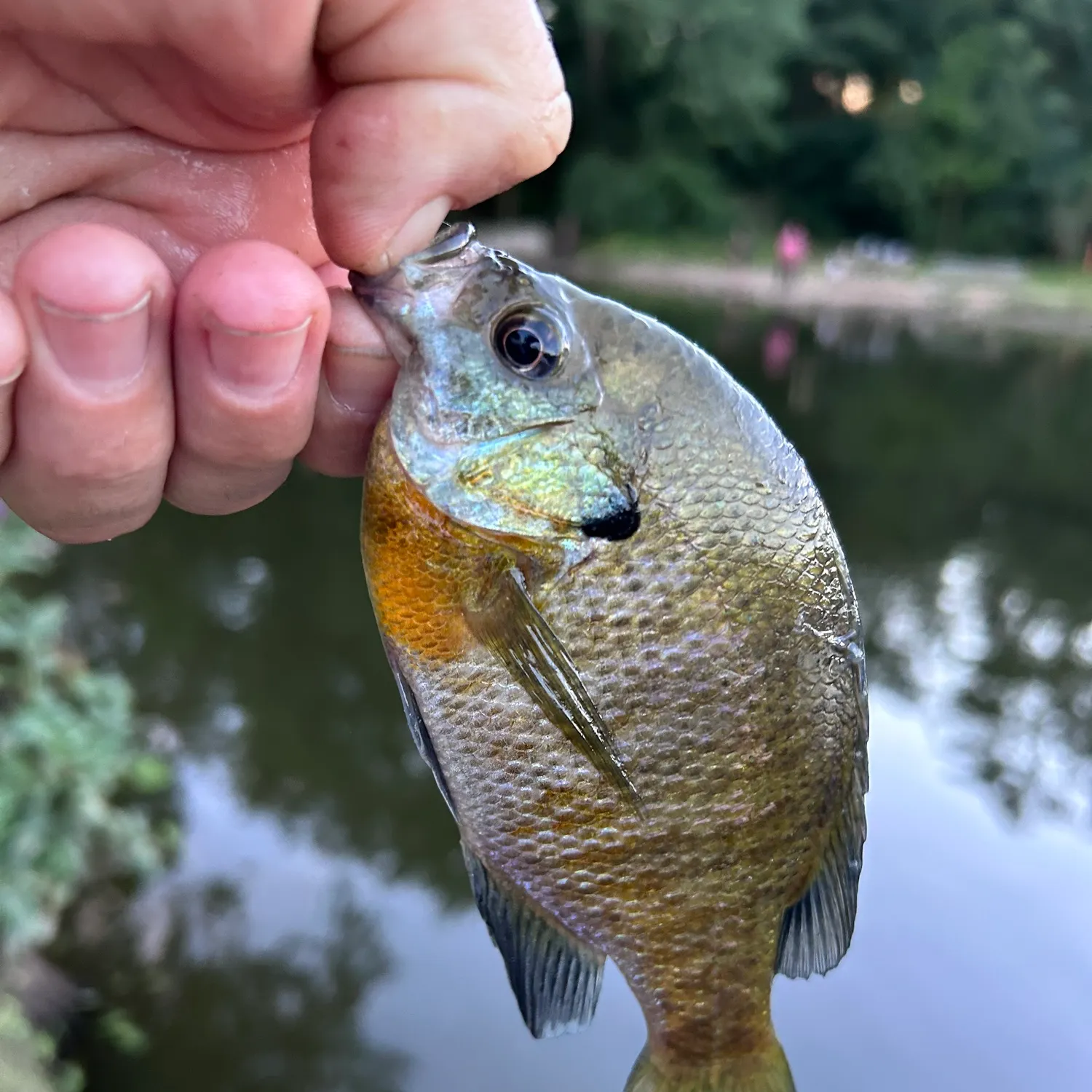 Bluegill caught on Fishbrain