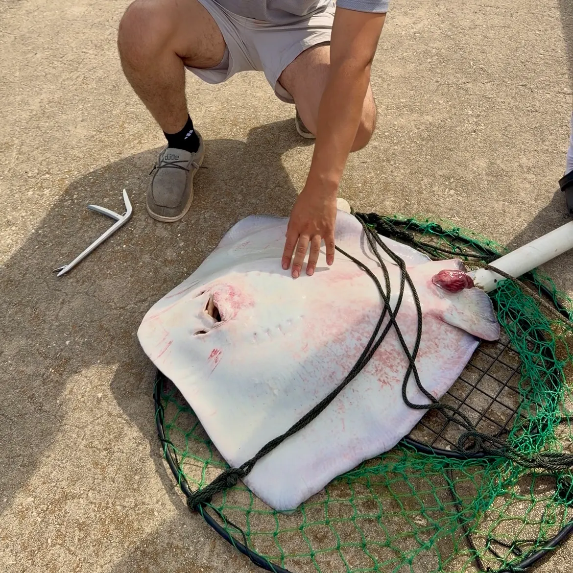 The most recent Southern stingray catches on Fishbrain