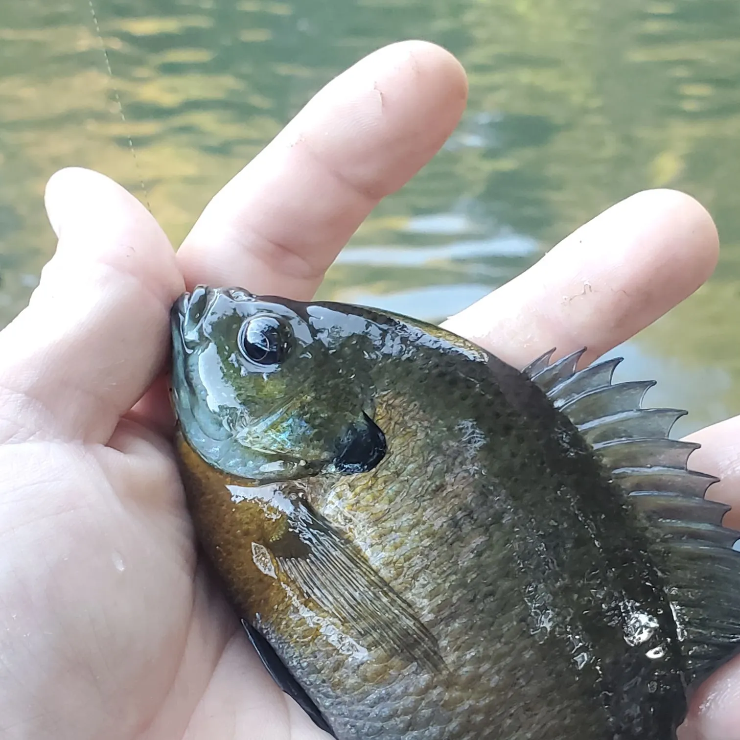 Bluegill caught on Fishbrain