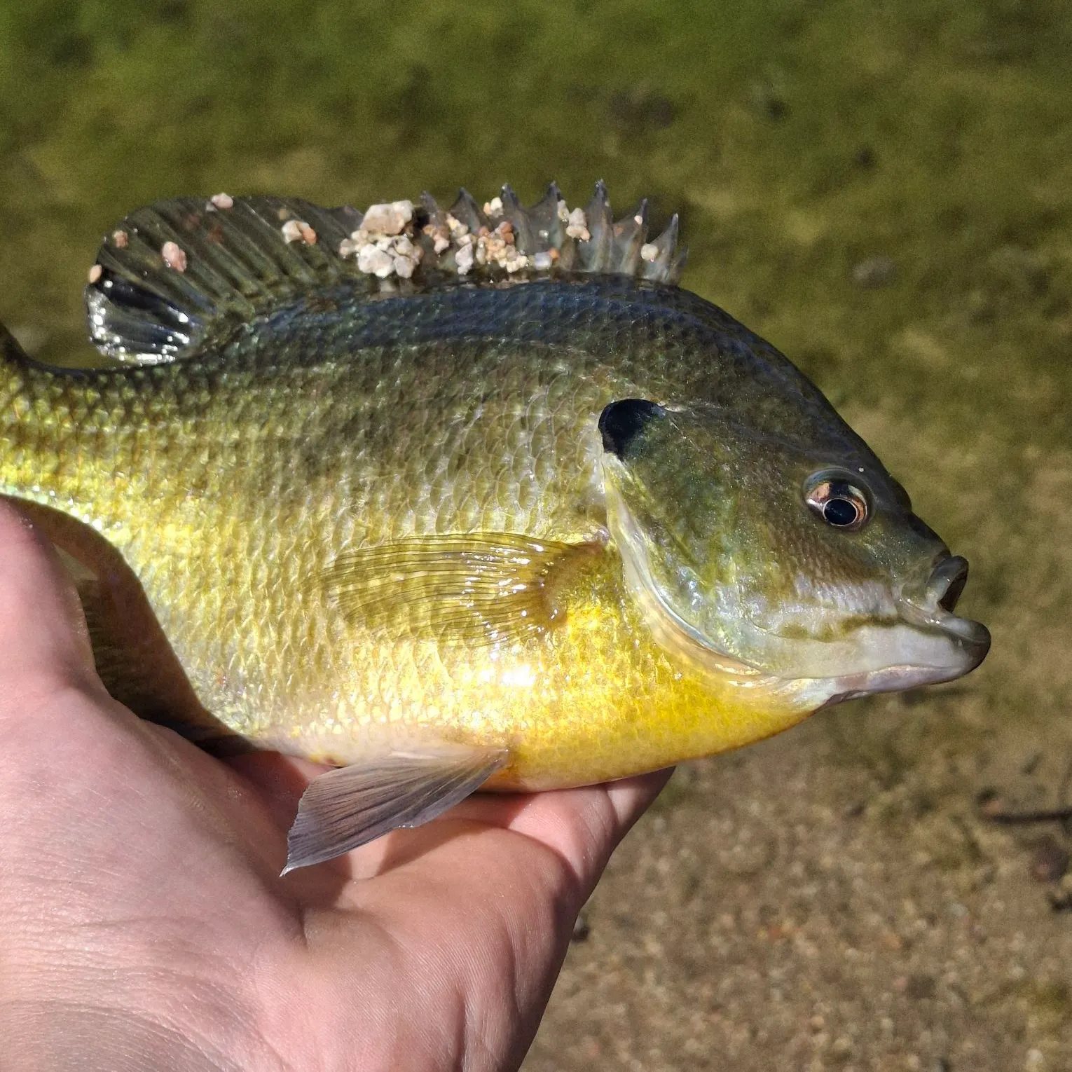 The most recent Wahoo catches on Fishbrain