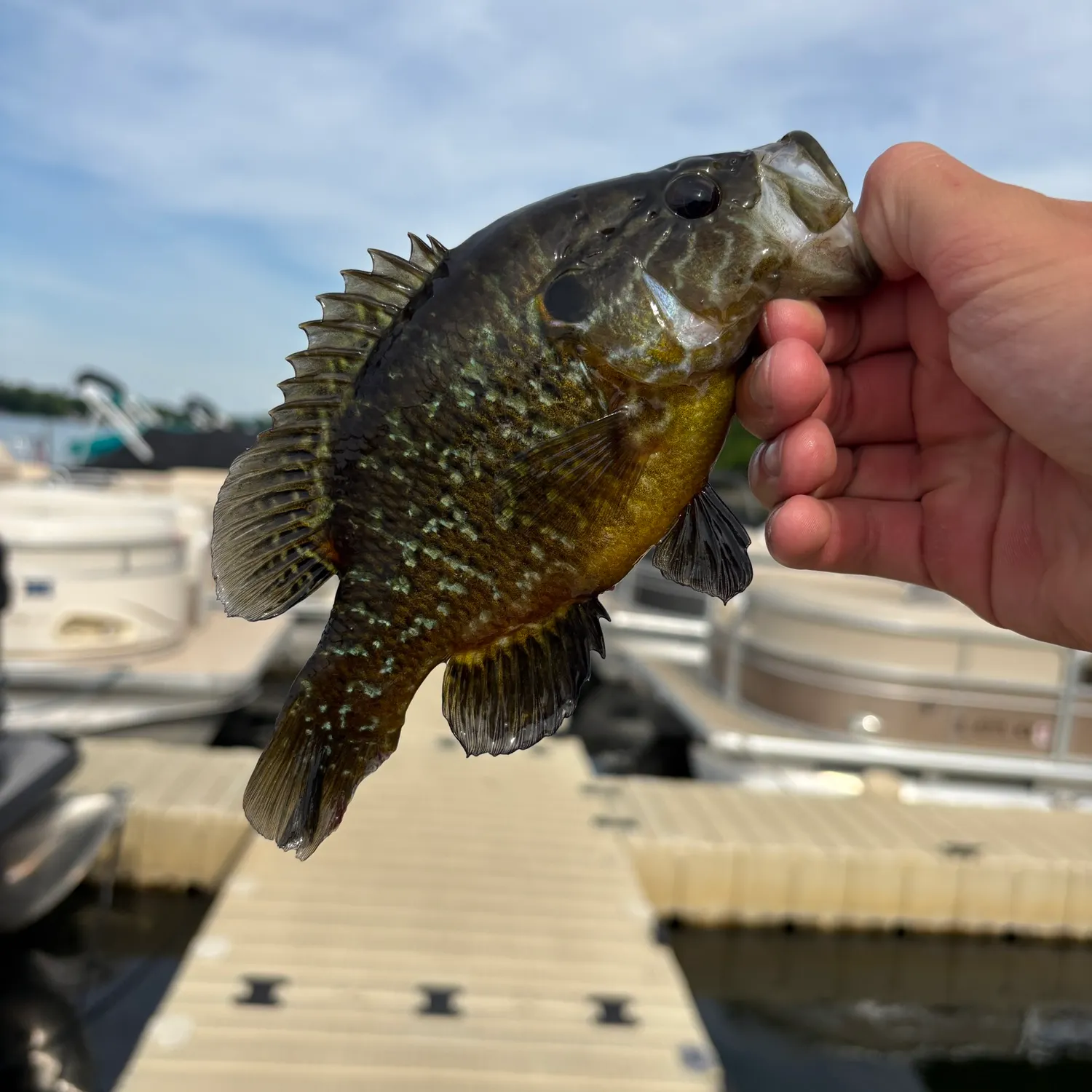 catch