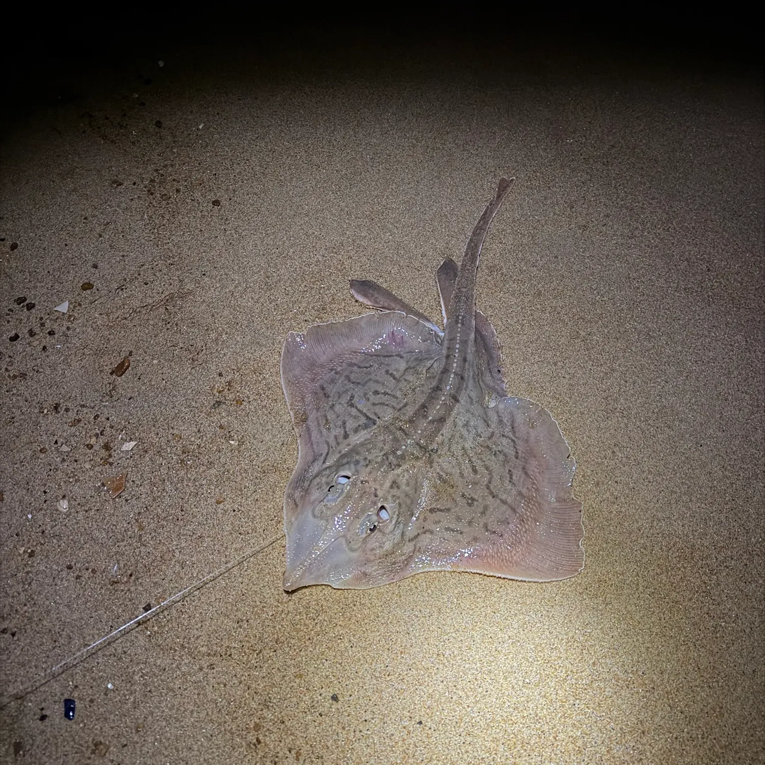 Clearnose skate caught on Fishbrain