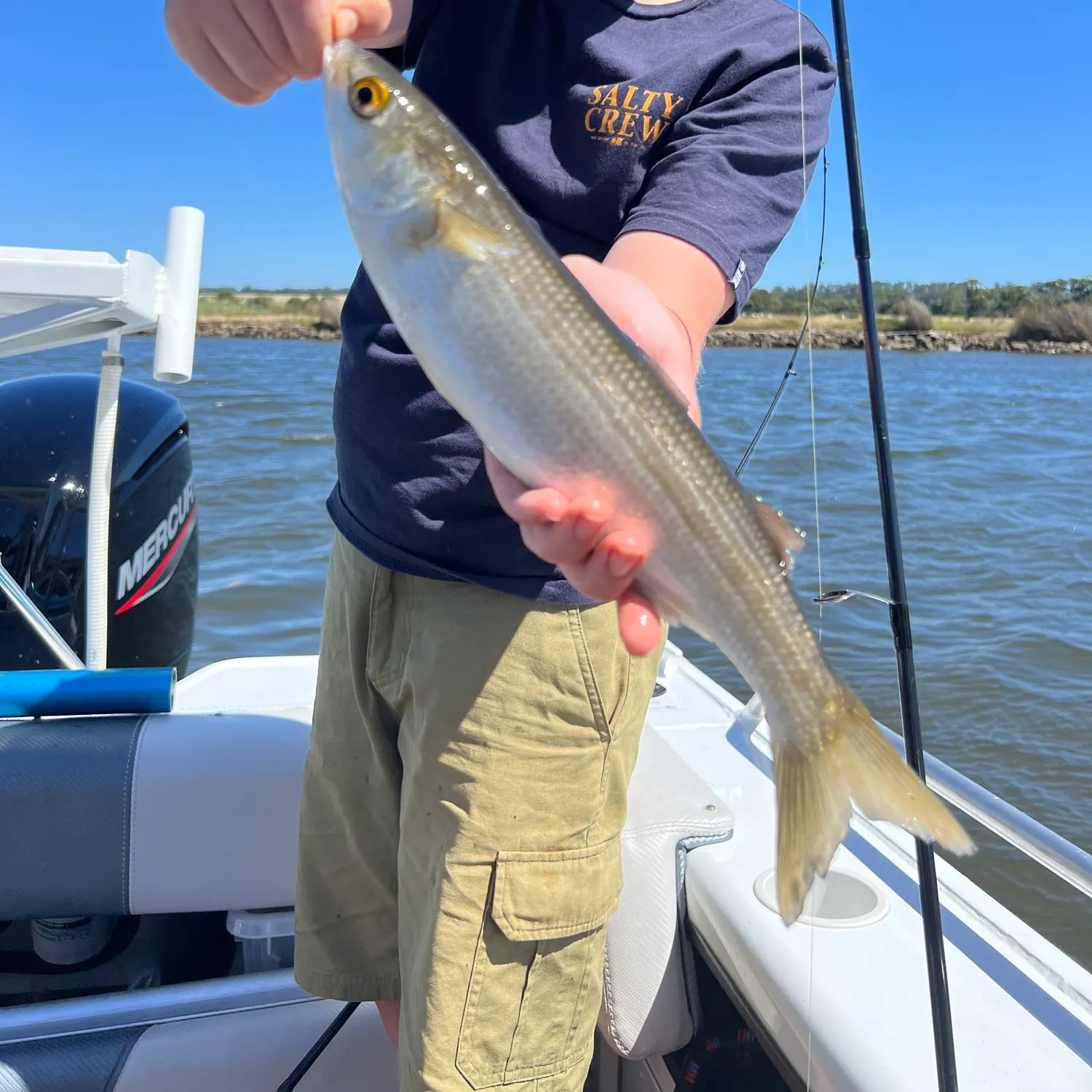 The most recent Yellow-eye mullet catches on Fishbrain