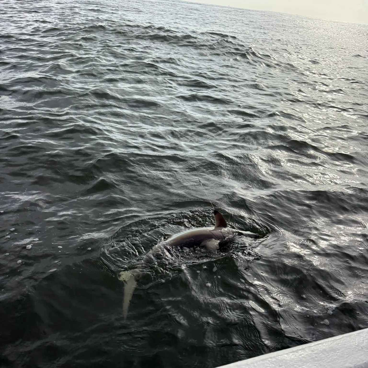 The most recent Nurse shark catches on Fishbrain