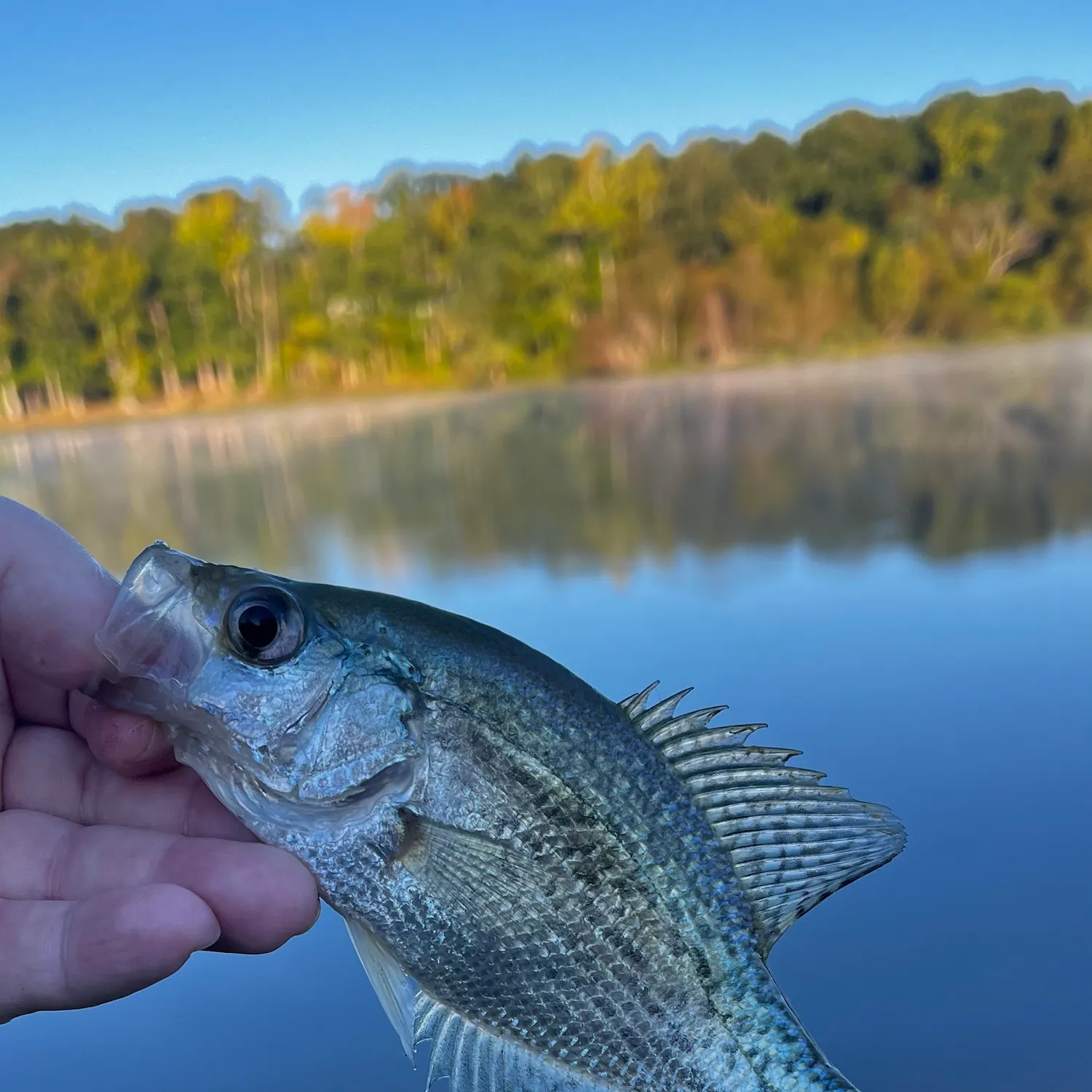 Black crappie caught on Fishbrain