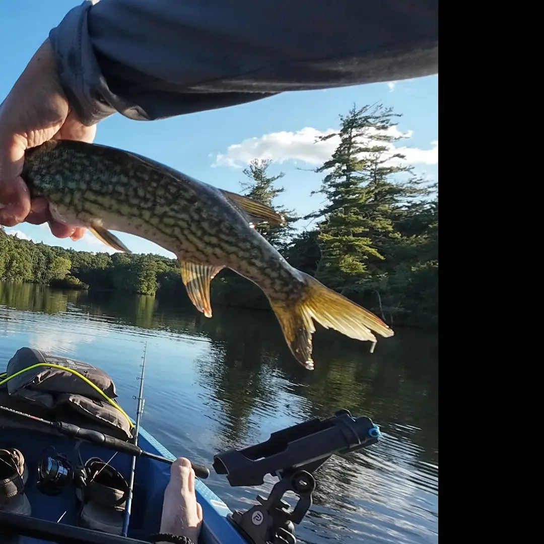 Chain pickerel caught on Fishbrain