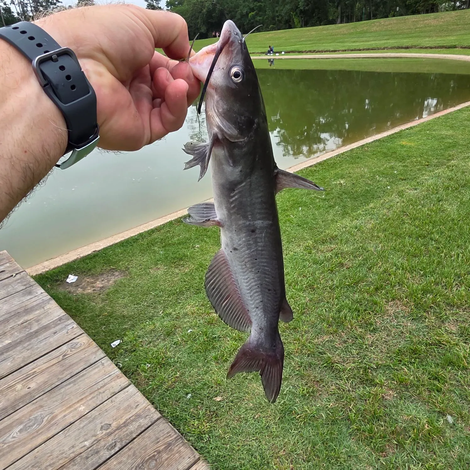 catch