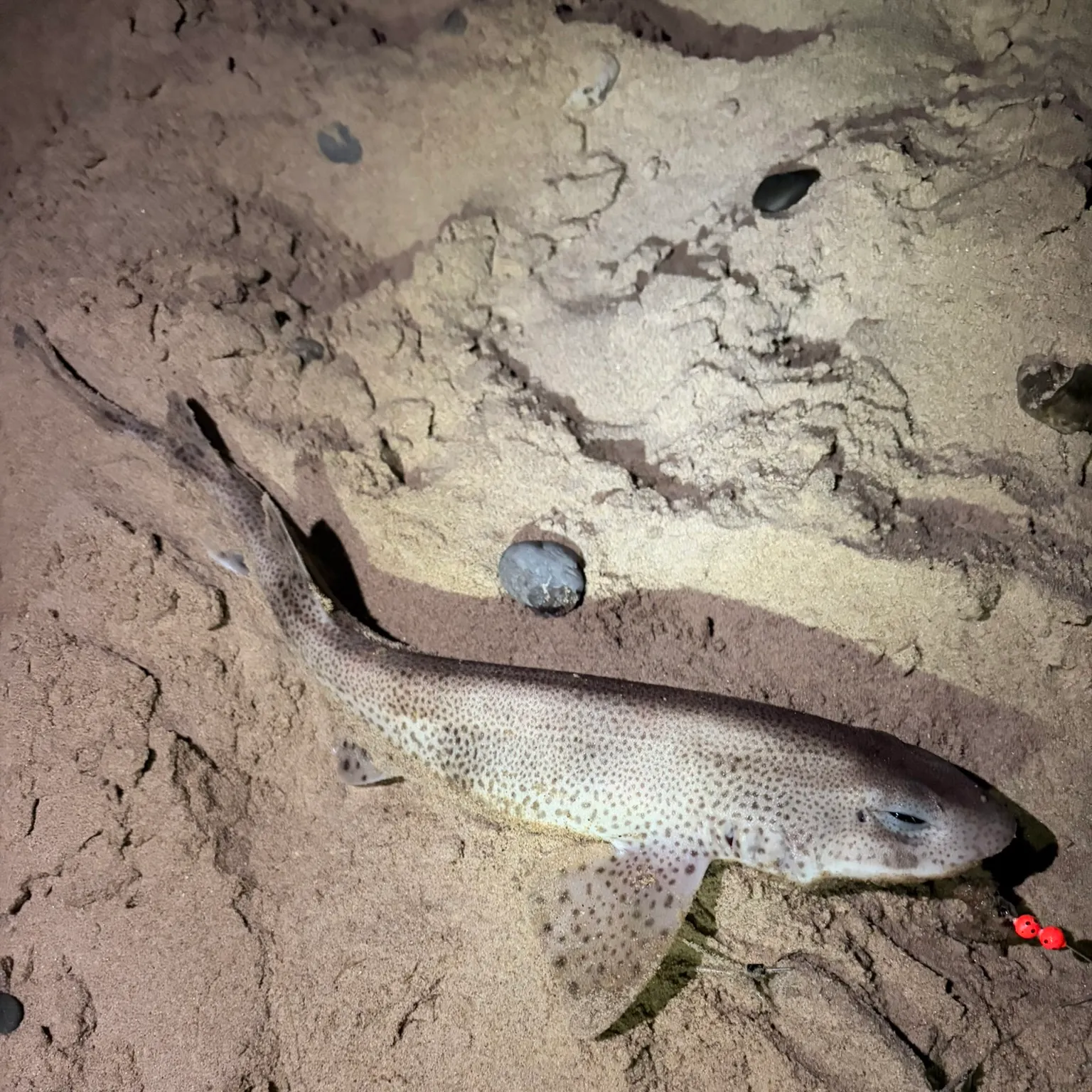 The most recent Lesser spotted dogfish catches on Fishbrain