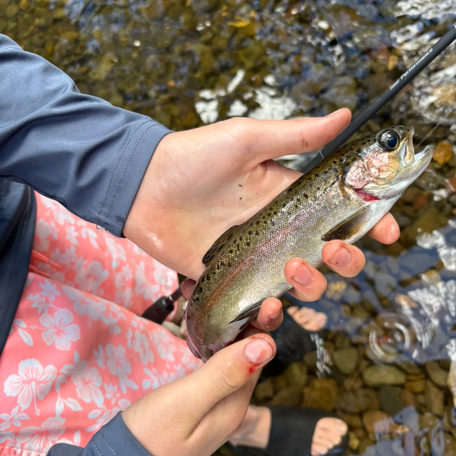 Rainbow trout caught on Fishbrain