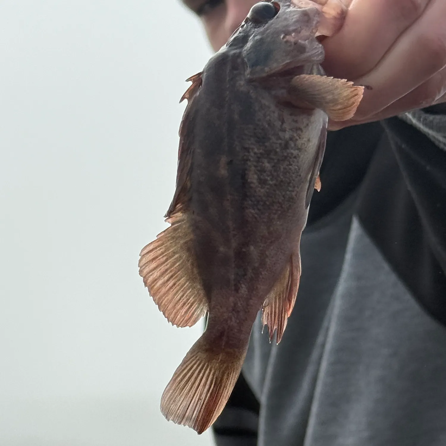 Grass rockfish caught on Fishbrain