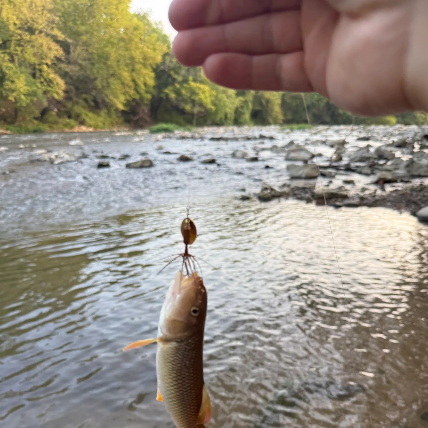 The most recent Greater redhorse catches on Fishbrain