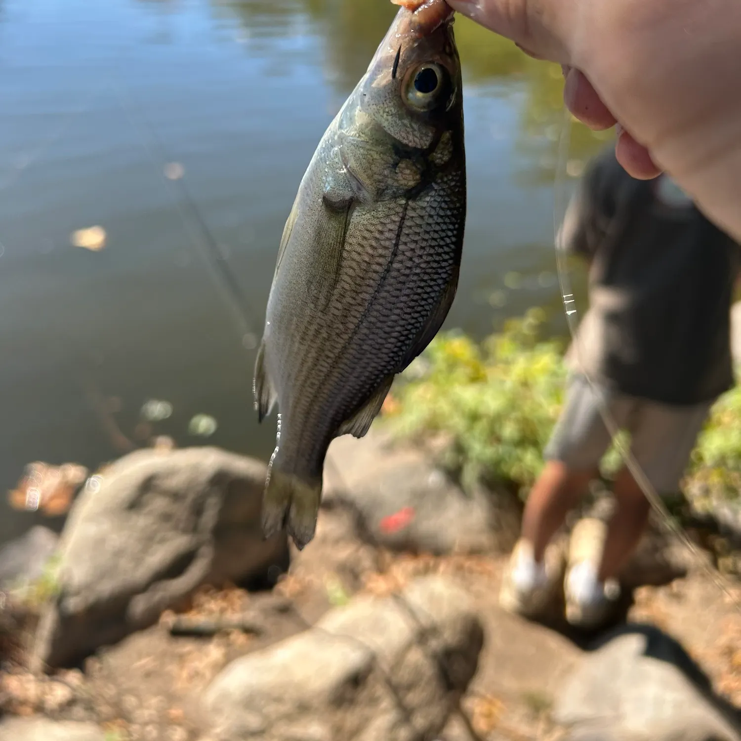 White perch caught on Fishbrain