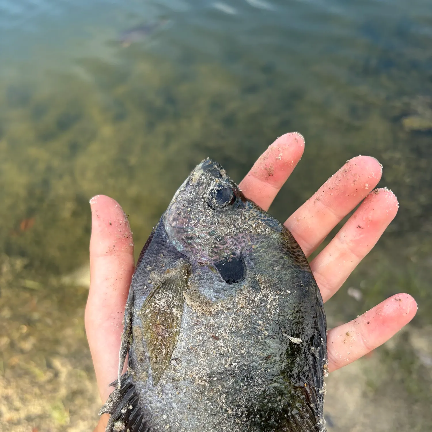 The most recent Coppernose bluegill catches on Fishbrain