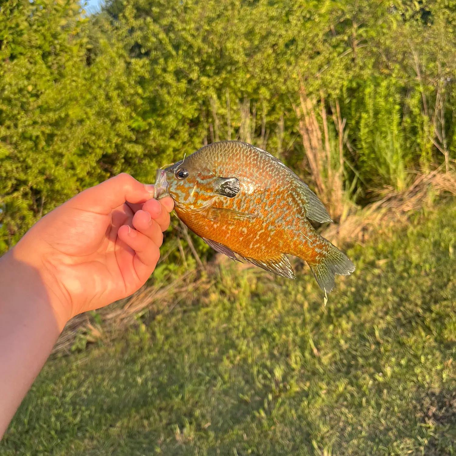 The most recent Bluegill x longear sunfish catches on Fishbrain