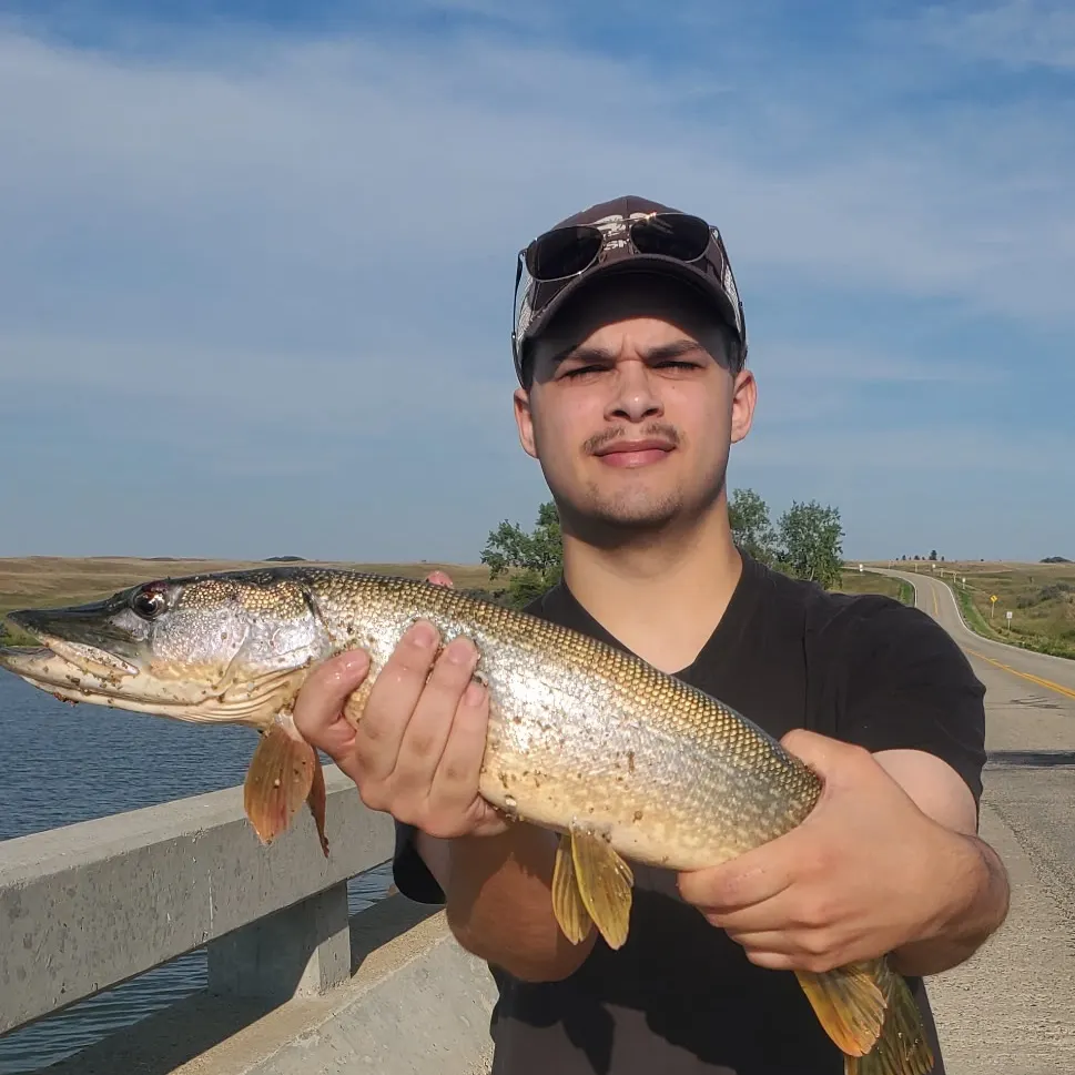 Northern pike caught on Fishbrain