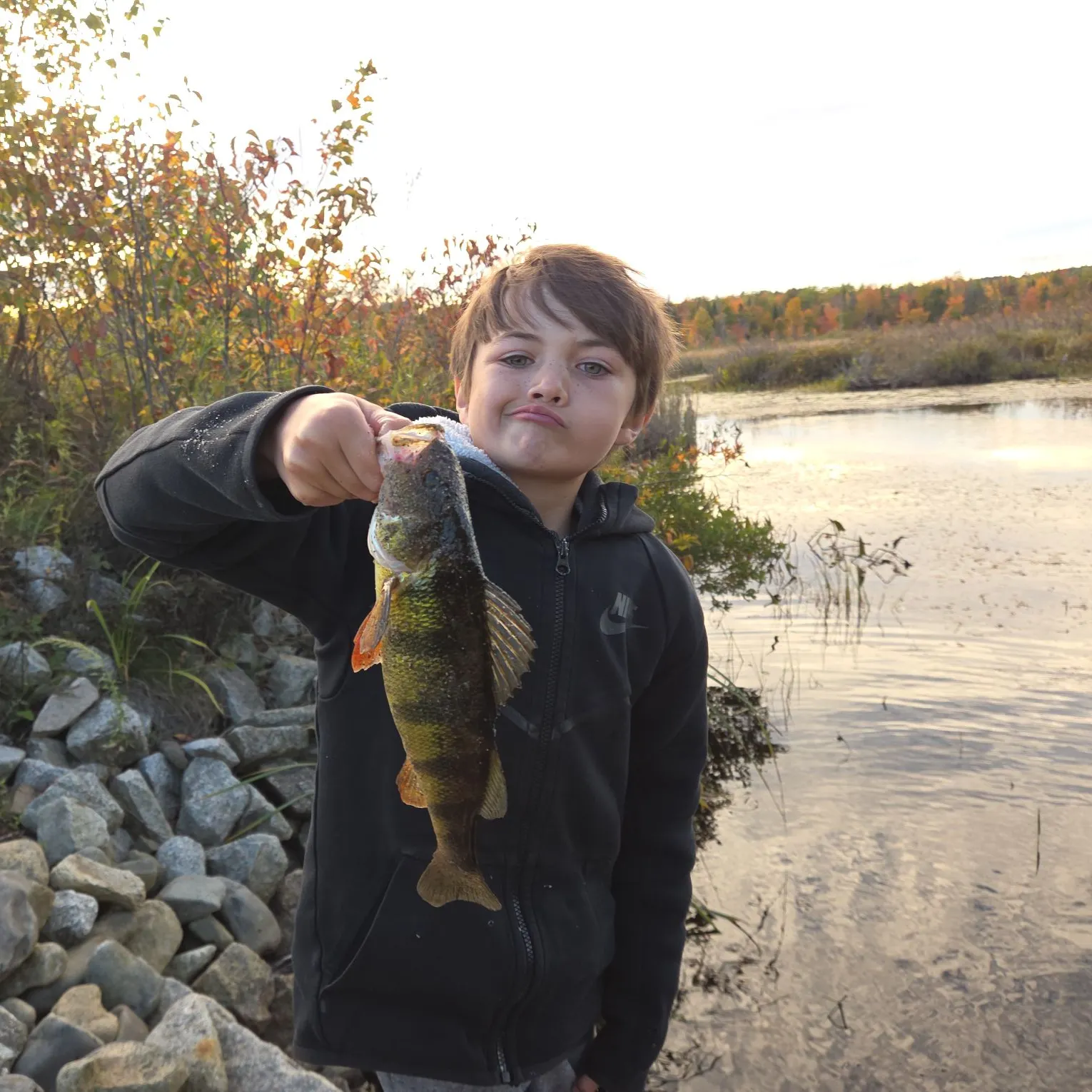 Yellow perch caught on Fishbrain