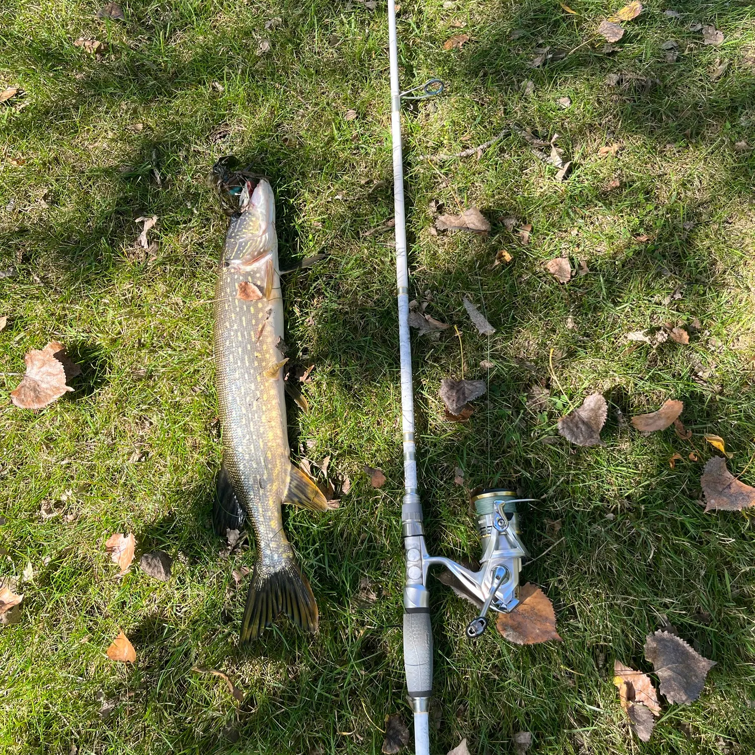 Northern pike caught on Fishbrain