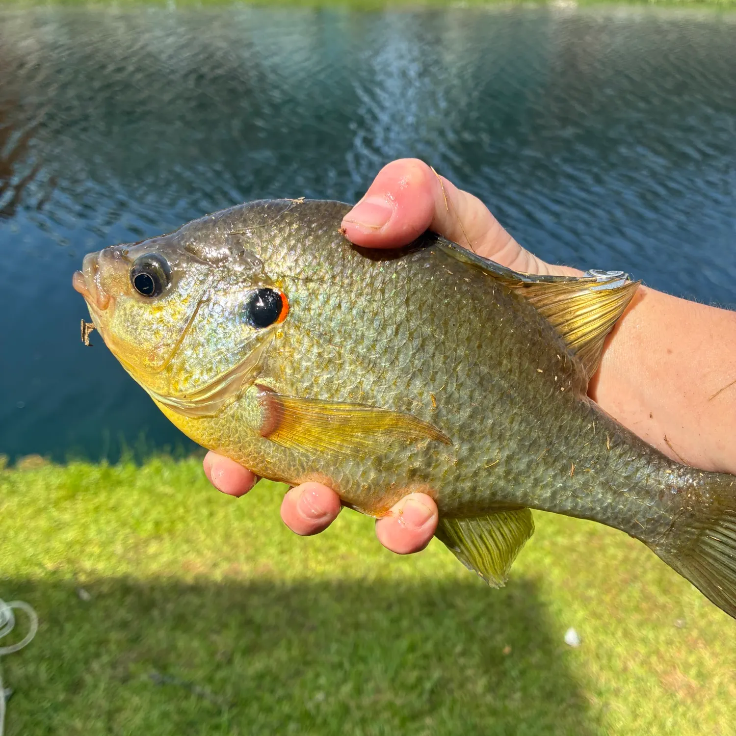 Redear sunfish caught on Fishbrain
