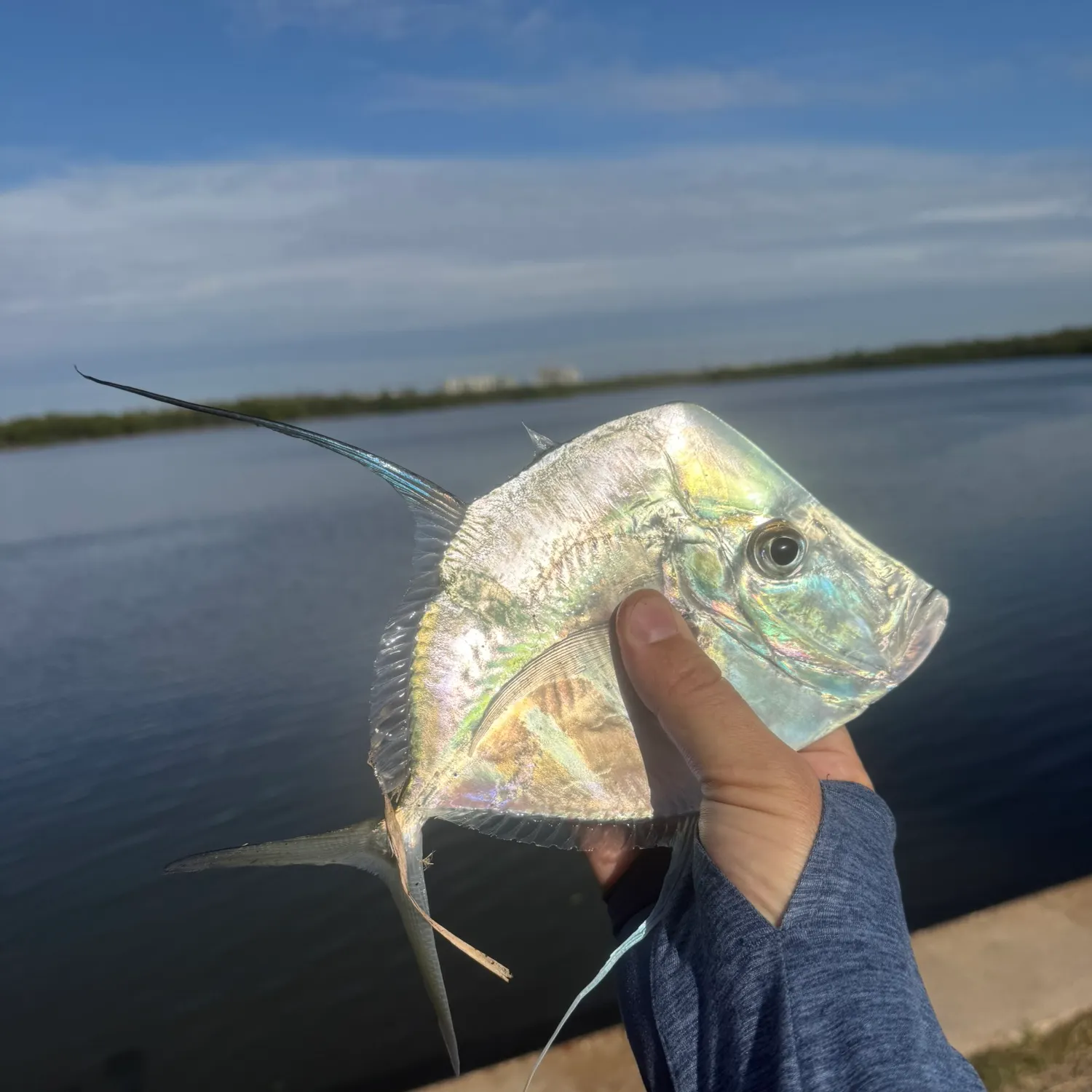 The most recent Lookdown catches on Fishbrain