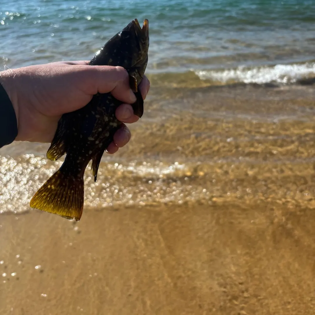 most liked catch image