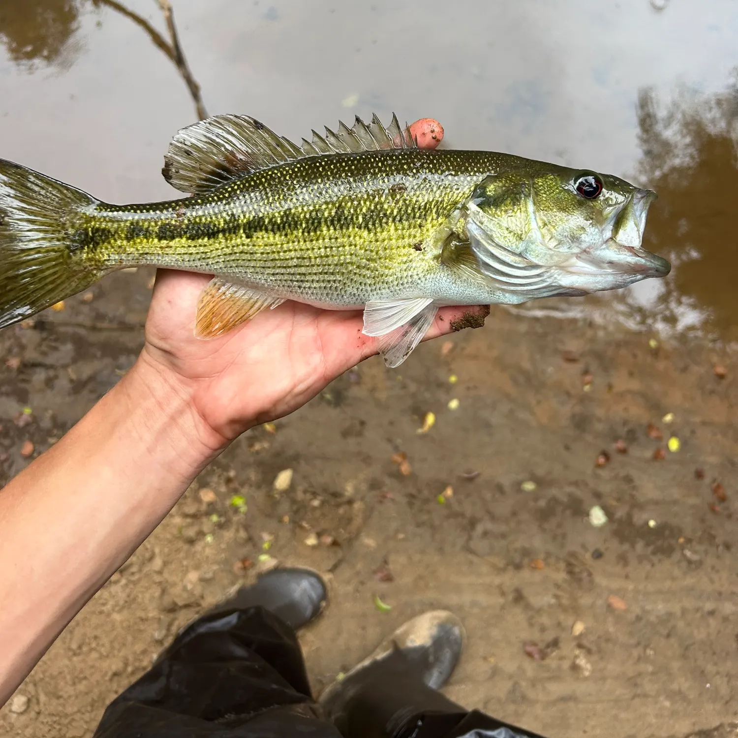 The most recent Alabama bass catches on Fishbrain