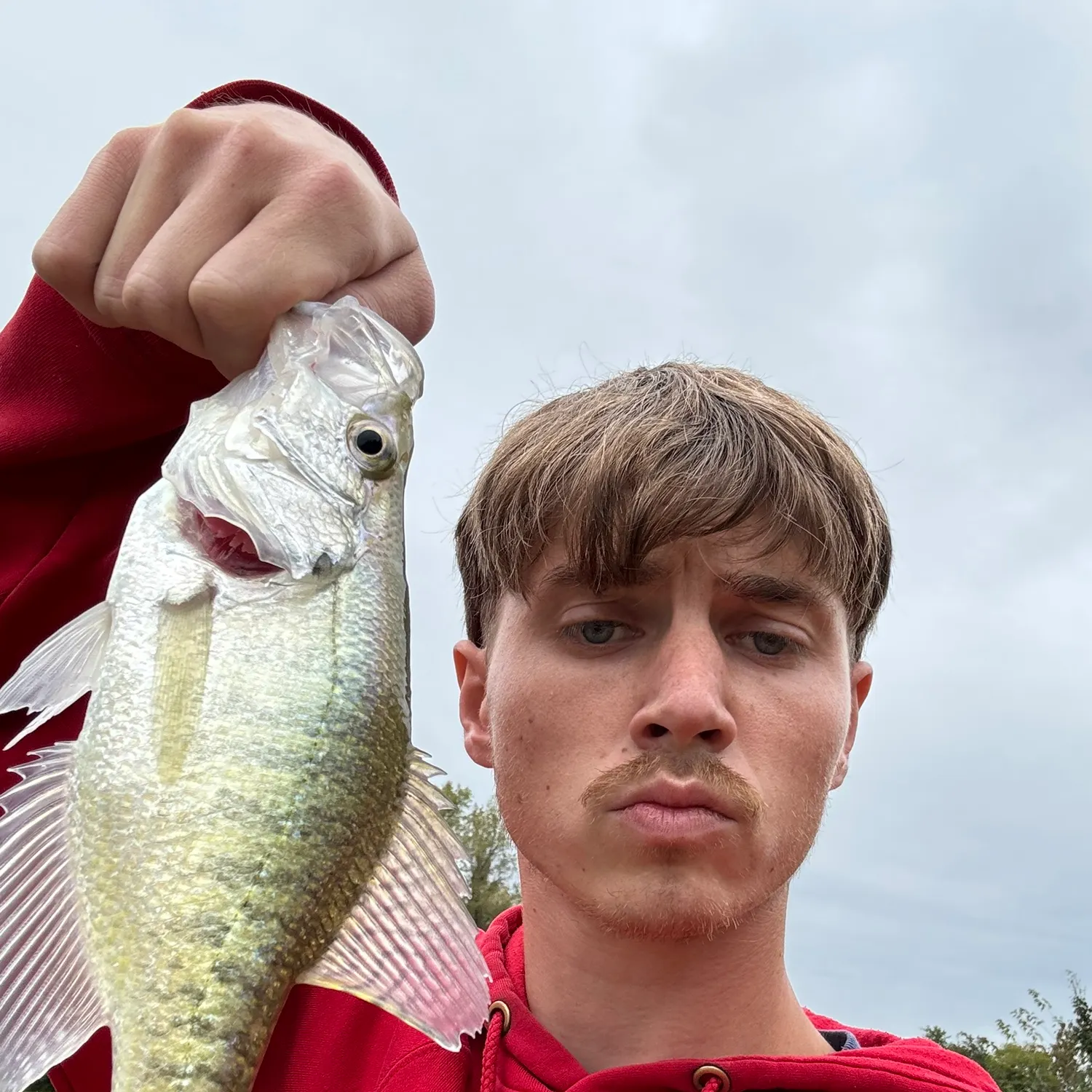 White crappie caught on Fishbrain