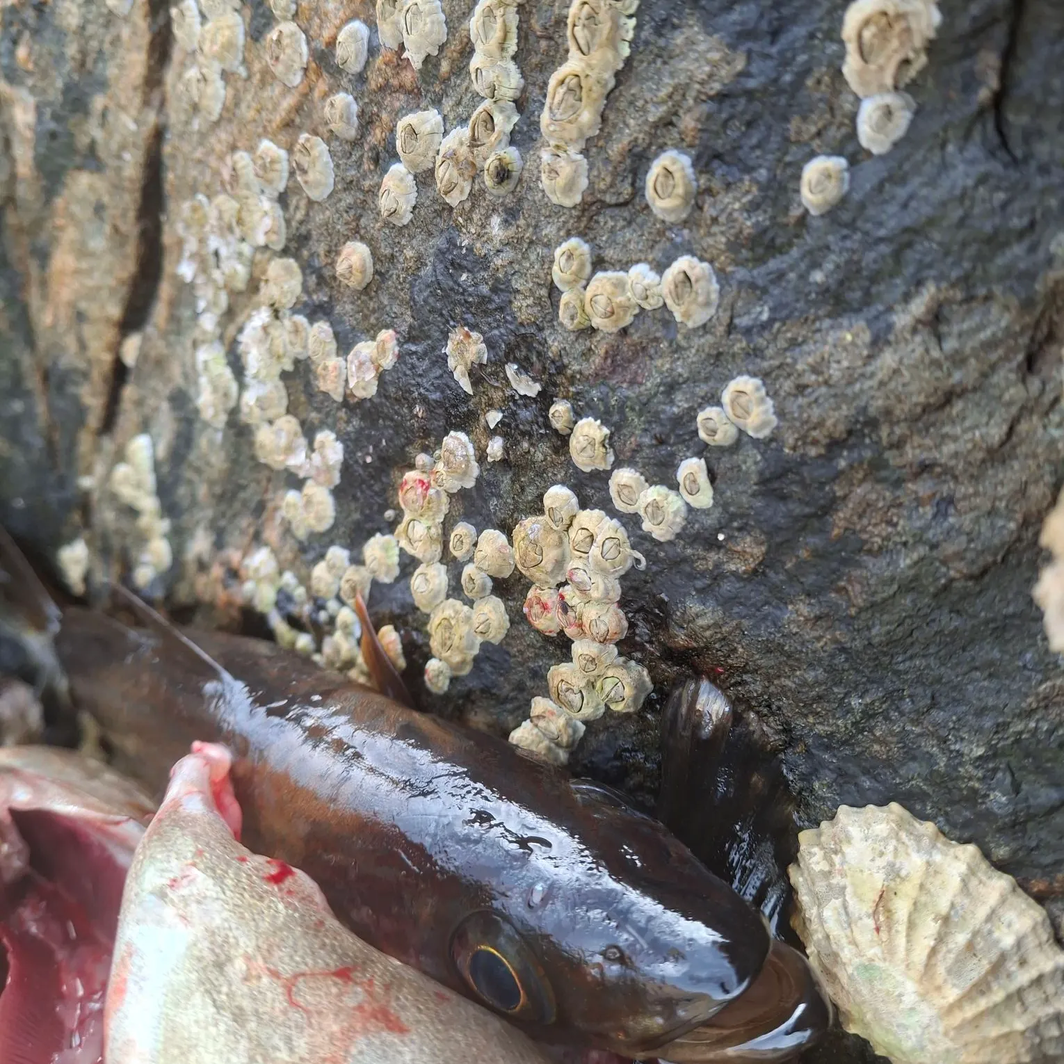 Pollack caught on Fishbrain