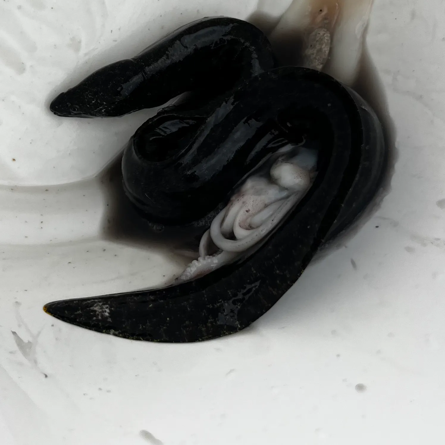 The most recent Paintspotted moray catches on Fishbrain