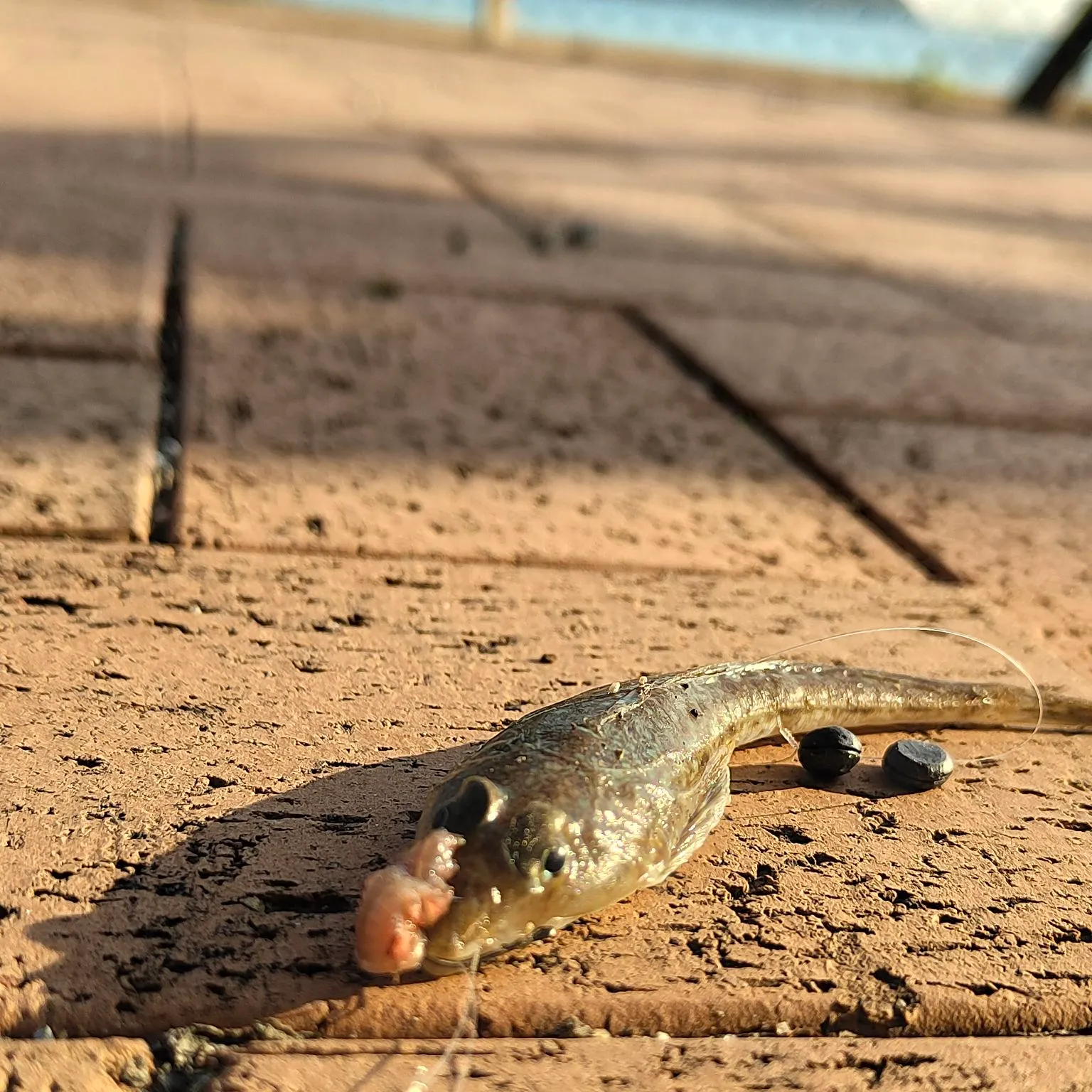 The most recent Japanese flathead catches on Fishbrain