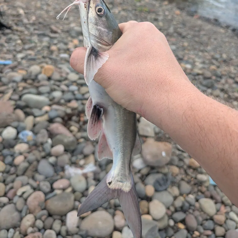 The most recent Hardhead sea catfish catches on Fishbrain