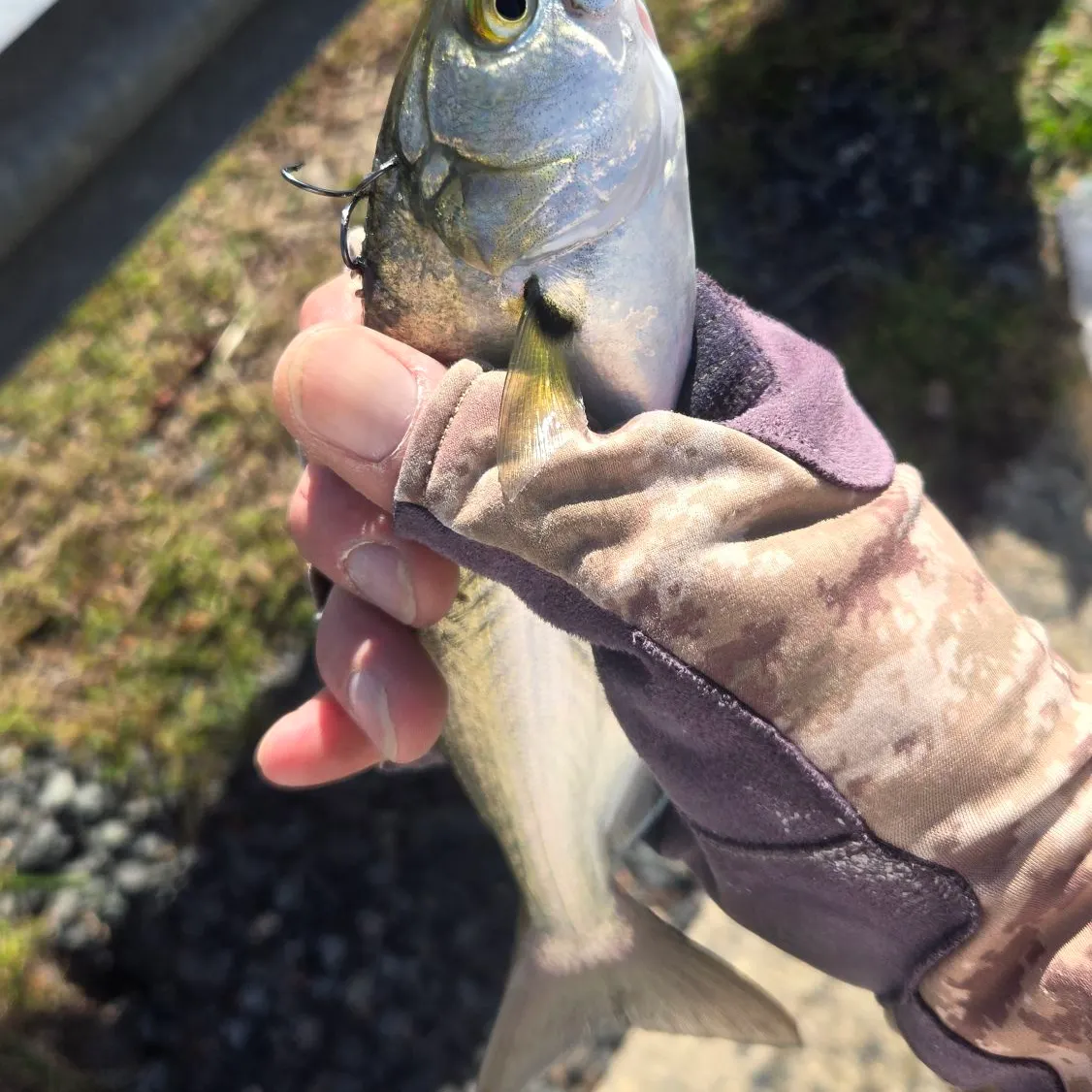 Bluefish caught on Fishbrain