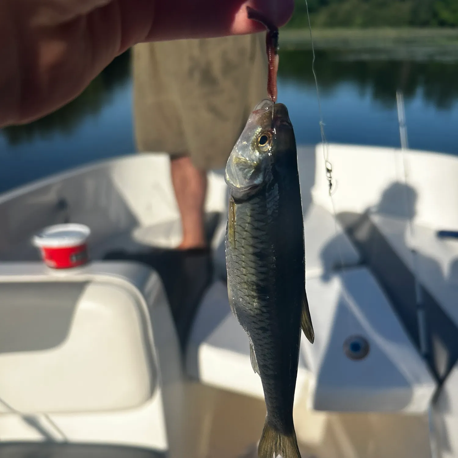 The most recent Striped shiner catches on Fishbrain