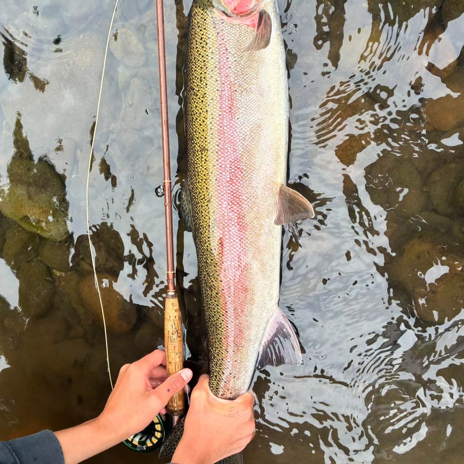 Steelhead caught on Fishbrain