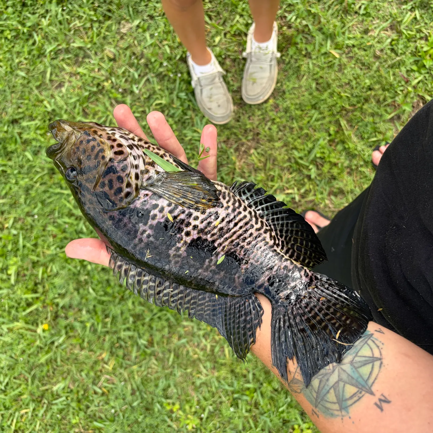 Fish caught on Fishbrain